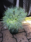 Preview: Pinus strobus Sea Urchin - Seidenkiefer Sea Urchin - Weymouthskiefer - ist ein immergrünes Nadelgehölz mit einer besonders guten Winterhärte.