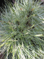 Preview: Pinus strobus Sea Urchin - Seidenkiefer Sea Urchin - Weymouthskiefer - hat silbergrau-blaue Nadeln.