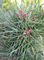Preview: Pinus sylvestris Bexel - Waldkiefer Bexel - bevorzugt sonnige Standorte. Die Winterhärte ist besonders gut.