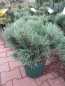 Preview: Pinus sylvestris Martham - Zwergwaldkiefer Martham. Eine dichtkompakte, kugelförmige Sorte, die robust und relativ anspruchslos ist.