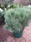 Preview: Pinus sylvestris Martham - Zwergwaldkiefer Martham. Glänzt mit silbrigblauen Nadeln und schmückenden Zapfen. Eine Besonderheit.