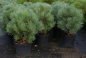 Preview: Pinus sylvestris Watereri - Silberkiefer, Strauch-Wald-Kiefer. Immergrüner und äußerst kompakter Wuchs zeichnen diese Kiefer aus. Für den Formschnitt ist sie gut geeignet.