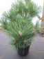 Preview: Pinus thunbergii ist eine Zwergform der japanischen Schwarzkiefer
