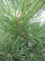 Preview: Pinus thunbergii Maijima waechst unregelmaessig und bizarr