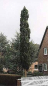 Preview: Die Blaue Säulenkiefer, Pinus sylvestris Fastigiata, trägt Stahlblaue Nadeln