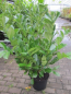 Preview: Prunus laurocerasus Rotundifolia 2