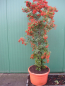 Preview: Feuerdorn Red Column