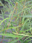 Preview: Farnblättriger Faulbaum Asplenifolia 2