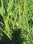Preview: Rhamnus frangula Fine Line 2