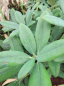 Preview: Rhododendron Blauschimmer ist eine Blattschönheit
