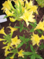 Preview: Rhododendron mixtum Narcissiflora