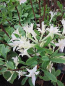 Preview: Rhododendron atlanticum hat eine trichterförmige reinweiße Blüte.