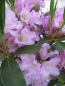 Preview: Rhododendron Dufthecke rosa 4