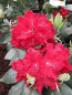 Preview: Rhododendron hybr. Cherry Kiss hat eine wunderschöne karminrote Blüte.