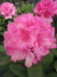 Preview: Rhododendron hybr. Dr. Kleinfeld hat eine wunderschöne hellrosafarbene Blüte.