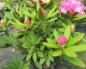 Preview: Rhododendron hybr. Dr. Kleinfeld hat eine hellrosafarbene Blüte.