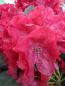 Preview: Rhododendron hybr. Lava hat eine leuchtend karminrote Blüte.