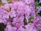 Preview: Rhododendron hybr. Ledikanense hat eine wunderschöne hellviolette Blüte.