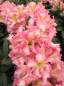 Preview: Rhododendron hybr. Melrose Flash