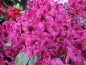 Preview: Rhododendron hybr. Olin D. Dobbs hat eine wunderschöne karminrote Blüte.