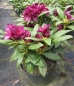 Preview: Rhododendron hybr. Polarnacht hat eine wunderschöne Blüte.