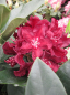 Preview: Rhododendron hybr. Purple Moon
