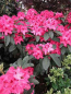 Preview: Rhododendron Hybride Concerto 2
