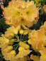 Preview: Rhododendron Hybride Macarena 1