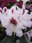 Preview: Rhododendron hybride Maroon Sappho 1