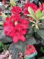 Preview: Rhododendron Hybride Matador 1