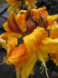 Preview: Rhododendron luteum Annabella hat eine wunderschöne apricotfarbende Blüte.