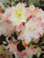 Preview: Rhododendron luteum Jack A. Sand hat eine cremeweiße Blüte mit rosa Blattspitzen.