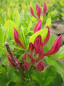 Preview: Rhododendron luteum Rosata hat eine wunderschöne orange Blüte.
