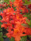 Preview: Rhododendron luteum Rosata hat eine leuchtend orange Blüte.