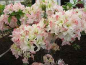 Preview: Rhododendron luteum Vinecourt Duke hat eine wunderschöne cremeweisße Blüte.