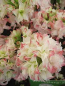 Preview: Rhododendron luteum Vinecourt Duke hat eine reichblühende cremeweiße Blüte mit rosa Blattspitzen.