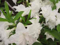 Preview: Rhododendron mixtum Schneeklöpfchen hat eine wunderschöne sehr reichhaltige und reinweiße Blüte.