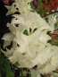 Preview: Rhododendron mixtum Schneeklöpfchen hat eine attraktive reichhaltige Blüte.