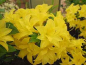 Preview: Rhododendron mixtum Sonnenköpfchen 1