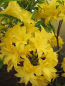 Preview: Rhododendron mixtum Sonnenköpfchen 2
