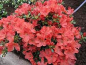 Preview: Rhododendron obtusum Bine hat eine wunderschöne apricotfarbende Blüte.