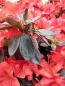 Preview: Rhododendron obtusum Medicante 2