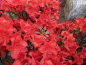 Preview: Rhododendron obtusum Muneira hat eine leuchtend dunkelrosa Blüte mit einer schwachen rötlichen Zeichnung.