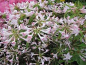 Preview: Rhododendron pericymenoides hat eine wunderschöne weißrosafarbene Blüte.