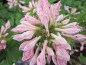 Preview: Rhododendron prinophyllum bot. Art hat eine trichterförmige rosafarbende Blüte.