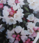 Preview: Rhododendron roxieanum var. oreonastes hat eine attraktive und wunderschöne reinweiße Blüte.