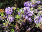 Preview: Rhododendron russatum Gletschernacht