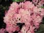Preview: Rhododendron smirnowii Gradito hat eine wunderschöne zartrosa Blüte.