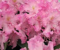 Preview: Rhododendron smirnowii Millenium 2