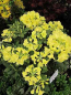 Preview: Rhododendron wardii Finesse 2